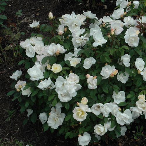 Krémově bílá - Stromková růže s klasickými květy - stromková růže s keřovitým tvarem koruny